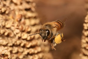 abeilles
